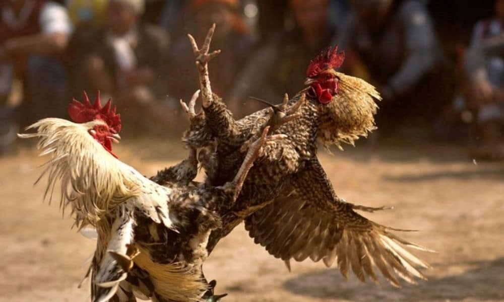 Mở Đại Lý Sv3888 Có Khó Không? Lợi Ích Khi Làm Đại Lý Đá Gà Trực Tiếp Là Gì?