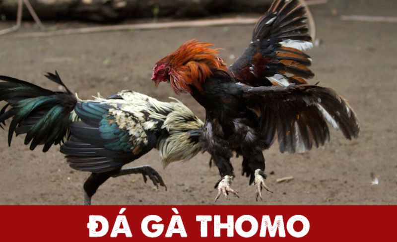Đá Gà Thomo Sv3888 - Sân Chơi Uy Tín Và Xanh Chín Nhất Châu Á