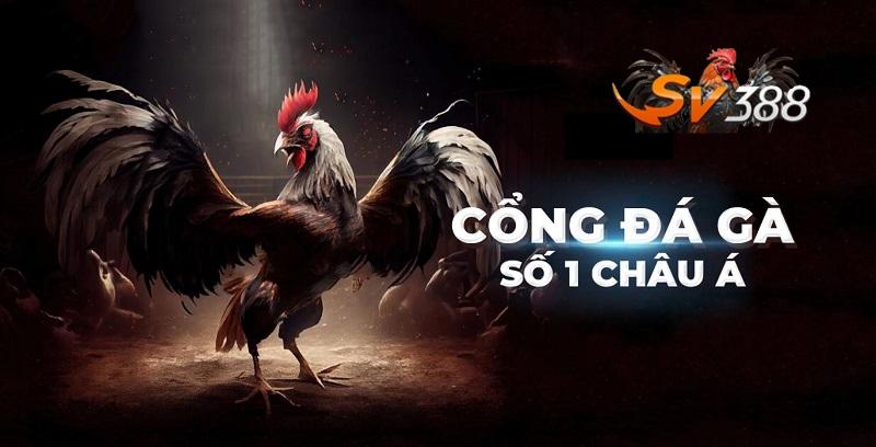 Đá Gà Thomo Sv3888 - Sân Chơi Uy Tín Và Xanh Chín Nhất Châu Á