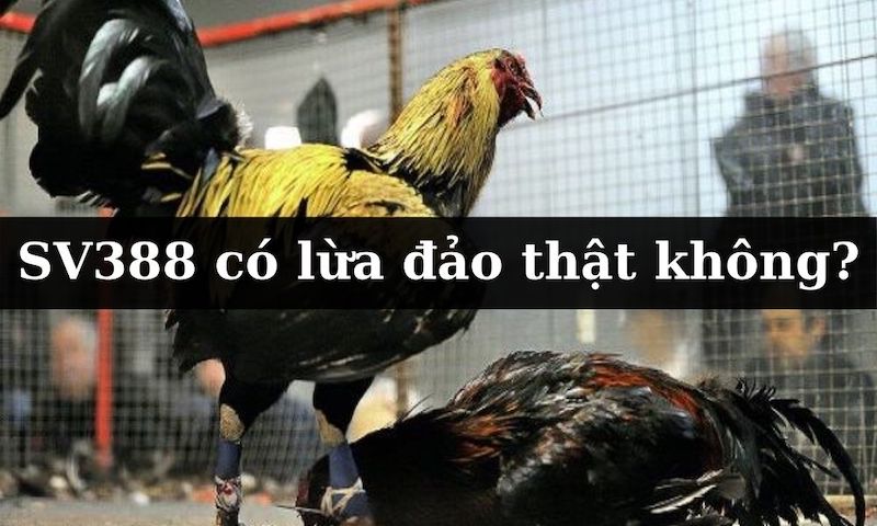 Thực Hư Việc Sv3888 Lừa Đảo Người Chơi? Sự Thật Bạn Nên Biết